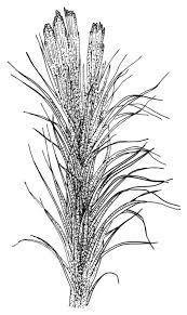 Attēlu rezultāti vaicājumam “Campylopus pyriformis”