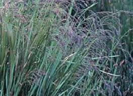 Attēlu rezultāti vaicājumam “Glyceria striata fruit”