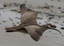 Attēlu rezultāti vaicājumam “Numenius phaeopus”