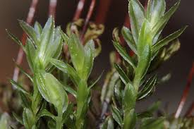 Attēlu rezultāti vaicājumam “Mnium marginatum”