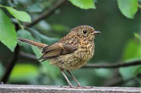 Image result for Erithacus rubecula