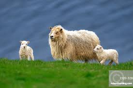 Attēlu rezultāti vaicājumam “Ovis aries”