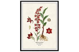 Attēlu rezultāti vaicājumam “Epipactis atrorubens flower”