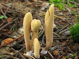 Attēlu rezultāti vaicājumam “Clavariadelphus ligula”