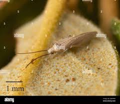 Attēlu rezultāti vaicājumam “Coniopterygidae”