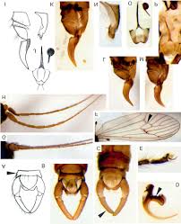 Attēlu rezultāti vaicājumam “Trichocera regelationis”