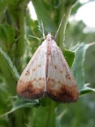 Attēlu rezultāti vaicājumam “Evergestis extimalis”