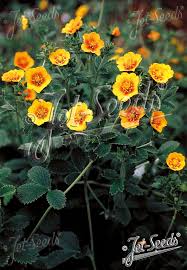 Attēlu rezultāti vaicājumam “Potentilla arenaria flower”