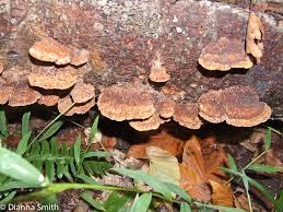 Attēlu rezultāti vaicājumam “Phellinus ferruginosus”