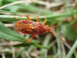 Attēlu rezultāti vaicājumam “Rhopalus maculatus”
