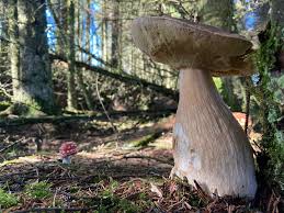 Attēlu rezultāti vaicājumam “Triphragmium ulmariae”