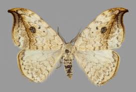 Attēlu rezultāti vaicājumam “Drepana falcataria”