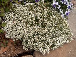 Image result for Iberis umbellata