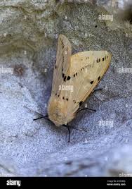 Attēlu rezultāti vaicājumam “Spilosoma lutea imago”