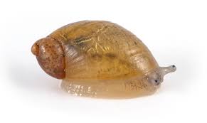 Attēlu rezultāti vaicājumam “Succinea”