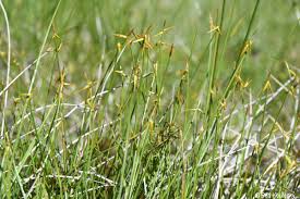 Attēlu rezultāti vaicājumam “Carex pauciflora”