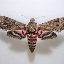 Image result for hawk moth