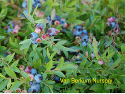 Attēlu rezultāti vaicājumam “Vaccinium angustifolium”