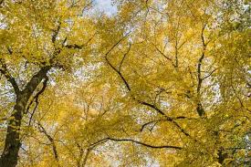 Attēlu rezultāti vaicājumam “Tilia cordata leaf”
