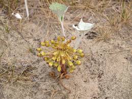 Attēlu rezultāti vaicājumam “Petasites spurius”