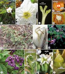 Attēlu rezultāti vaicājumam “Boraginaceae”