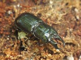 Attēlu rezultāti vaicājumam “Ceruchus chrysomelinus”