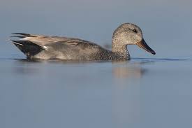 Attēlu rezultāti vaicājumam “Anas strepera female”