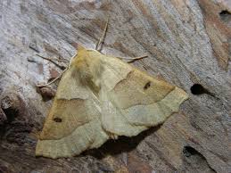 Attēlu rezultāti vaicājumam “Crocallis elinguaria”