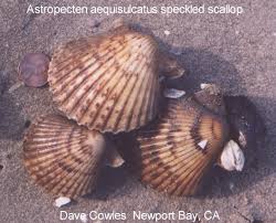 Attēlu rezultāti vaicājumam “Mollusca”