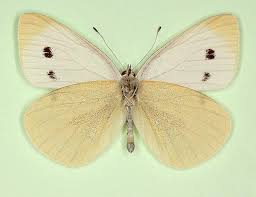 Attēlu rezultāti vaicājumam “Pieris rapae male”