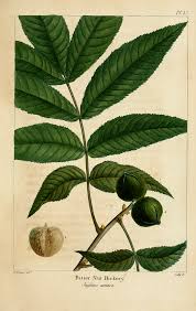 Attēlu rezultāti vaicājumam “Carya cordiformis”