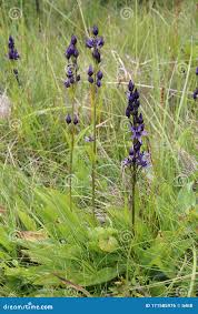 Attēlu rezultāti vaicājumam “Swertia perennis leaf”