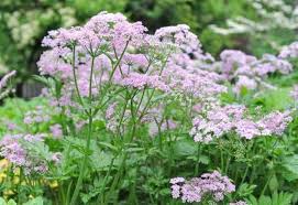 Attēlu rezultāti vaicājumam “Chaerophyllum aromaticum flower”