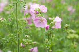 Image result for Malva moschata