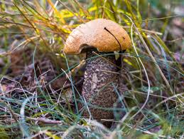 Attēlu rezultāti vaicājumam “Leccinum versipelle”