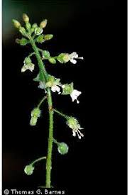 Attēlu rezultāti vaicājumam “Circaea lutetiana”