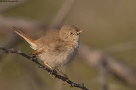 Image result for Sylvia nana