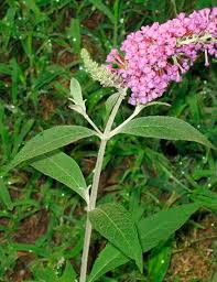 Image result for Buddleja davidii