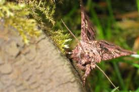 Attēlu rezultāti vaicājumam “Hadena rivularis”