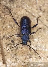 Attēlu rezultāti vaicājumam “Callidium violaceum”