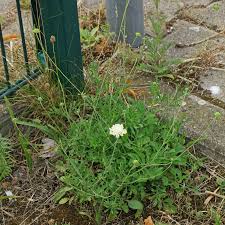 Image result for Scabiosa ochroleuca