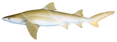 Image result for Negaprion brevirostris