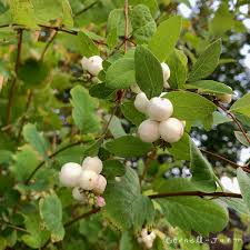 Attēlu rezultāti vaicājumam “Symphoricarpos albus”