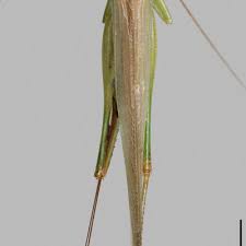 Attēlu rezultāti vaicājumam “Tettigoniodea”