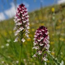Attēlu rezultāti vaicājumam “Orchis ustulata flower”