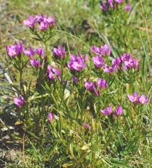 Attēlu rezultāti vaicājumam “Centaurium littorale flower”