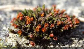 Attēlu rezultāti vaicājumam “Schistidium apocarpum”