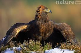 Attēlu rezultāti vaicājumam “Aquila chrysaetos adult”