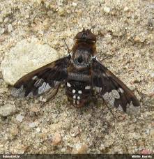 Attēlu rezultāti vaicājumam “Exoprosopa capucina”