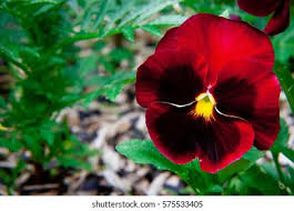 Attēlu rezultāti vaicājumam “Viola tricolor leaf”